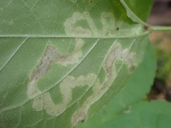 Phytomyza aralivora