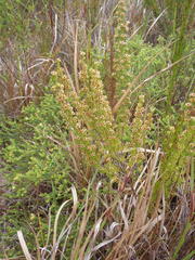 Erica glumiflora