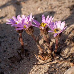 Mairia coriacea