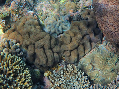 Lobophyllia flabelliformis