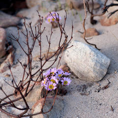 Mairia coriacea
