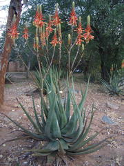 Aloe pienaarii