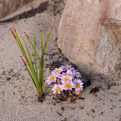 Mairia coriacea