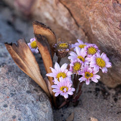 Mairia coriacea