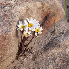 Mairia coriacea