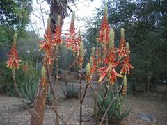 Aloe pienaarii