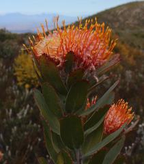 Leucospermum pluridens