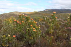 Leucospermum pluridens