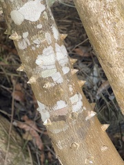 Zanthoxylum martinicense