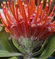Leucospermum pluridens
