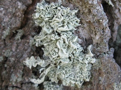 Ramalina labiosorediata
