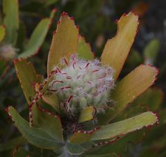 Leucospermum pluridens