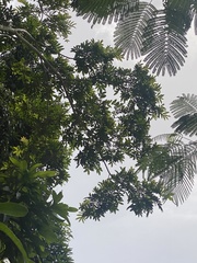 Zanthoxylum martinicense