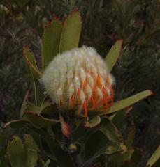 Leucospermum pluridens