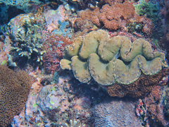 Tridacninae