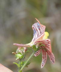 Nemesia versicolor versicolor