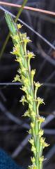 Struthiola parviflora