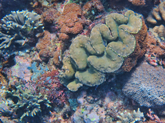 Tridacninae