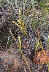 Struthiola parviflora