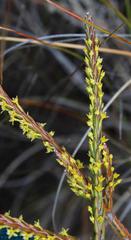 Struthiola parviflora
