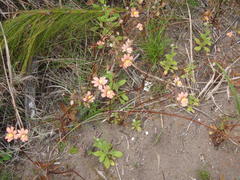 Nemesia versicolor versicolor