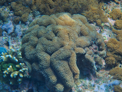 Lobophyllia flabelliformis