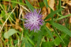 Centaurea aspera