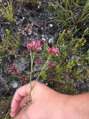 Erica cristata