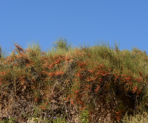 Ephedra chilensis (Ephedra chilensis)