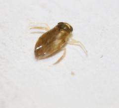 Micronectidae