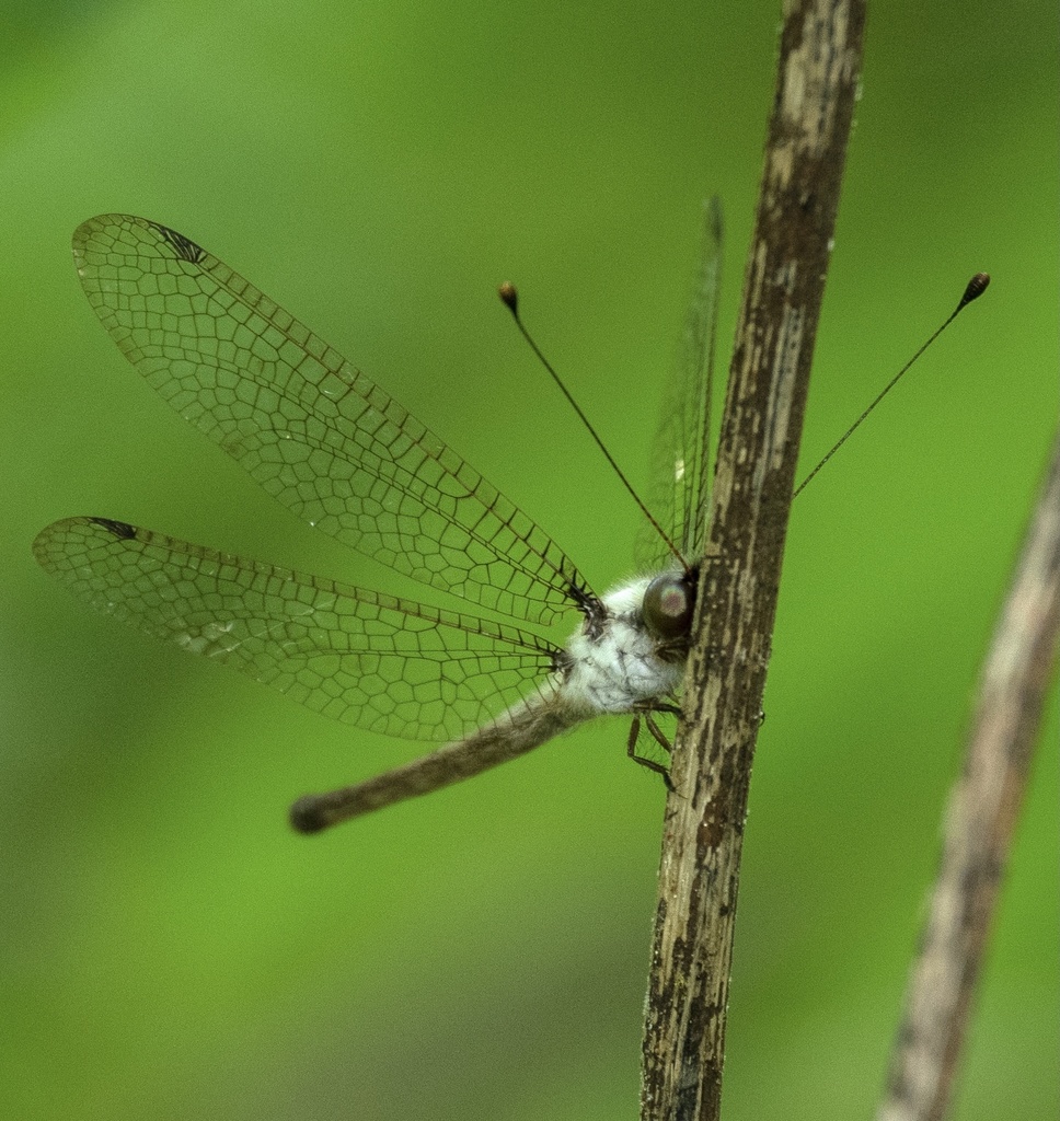 Amoea immaculata