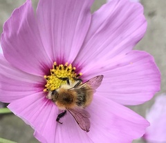 Bombus pascuorum