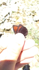 Erebia pluto