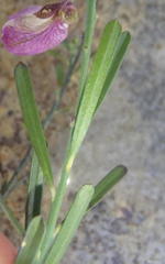 Polygala virgata virgata
