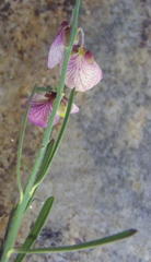 Polygala virgata virgata