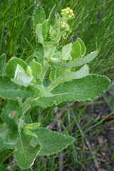 Senecio subcanescens