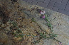 Polygala virgata virgata