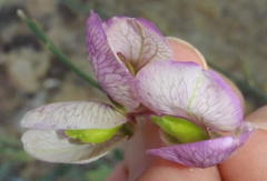Polygala virgata virgata