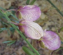 Polygala virgata virgata