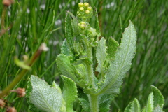 Senecio subcanescens