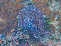 Euphyllia glabrescens