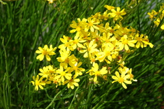 Senecio subcanescens