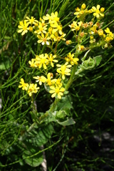 Senecio subcanescens
