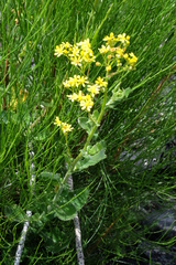 Senecio subcanescens
