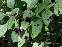 Strobilanthes heyneana