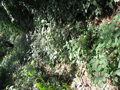 Strobilanthes heyneana