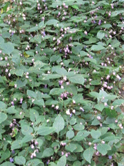 Strobilanthes heyneana