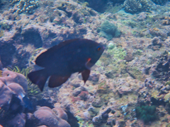 Neoglyphidodon crossi