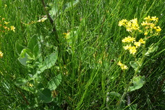 Senecio subcanescens