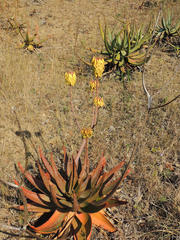 Aloe capitata